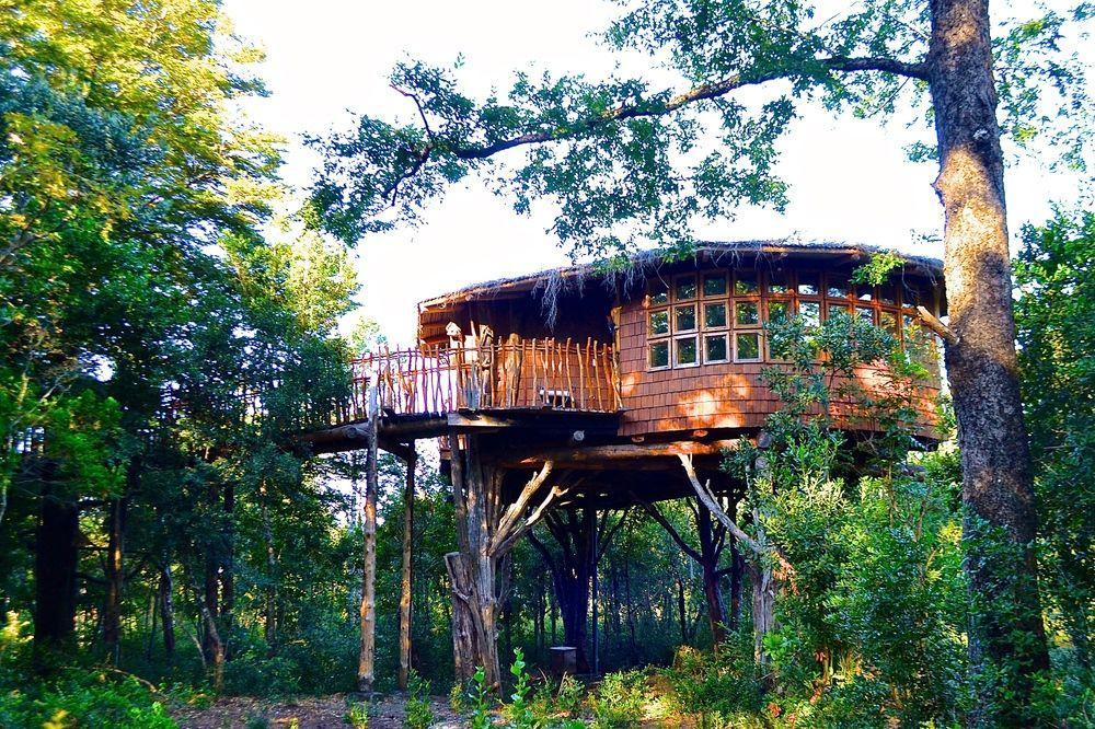 Tree Lodge Nidos De Pucon Bagian luar foto
