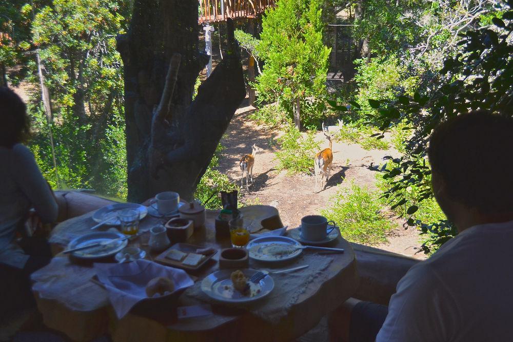 Tree Lodge Nidos De Pucon Bagian luar foto